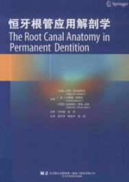 恒牙根管应用解剖学