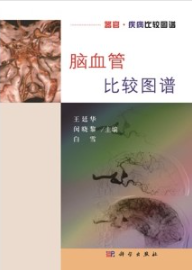 脑血管比较图谱