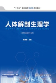 人体解剖生理学