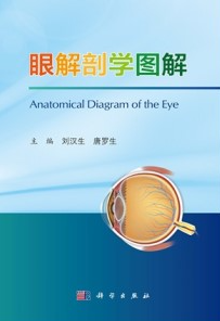 眼解剖学图解