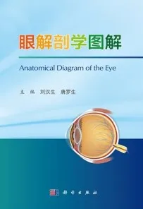眼解剖学图解