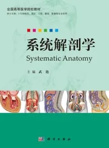 系统解剖学