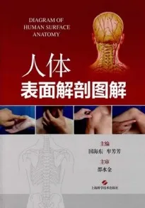 人体表面解剖图解
