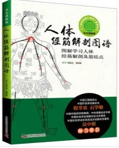 人体经筋解剖图谱 图解学习人体经筋解剖及筋结点