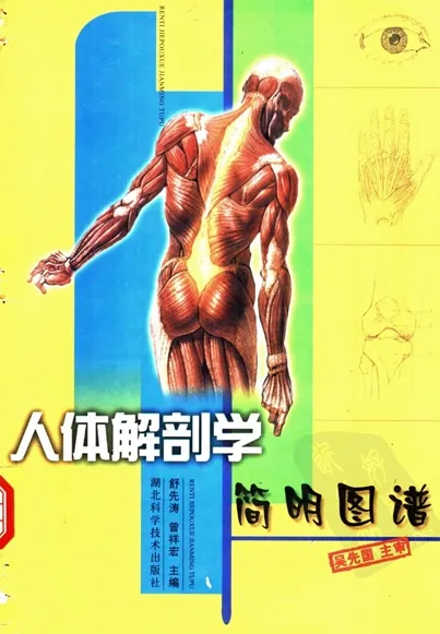 人体解剖学简明图谱